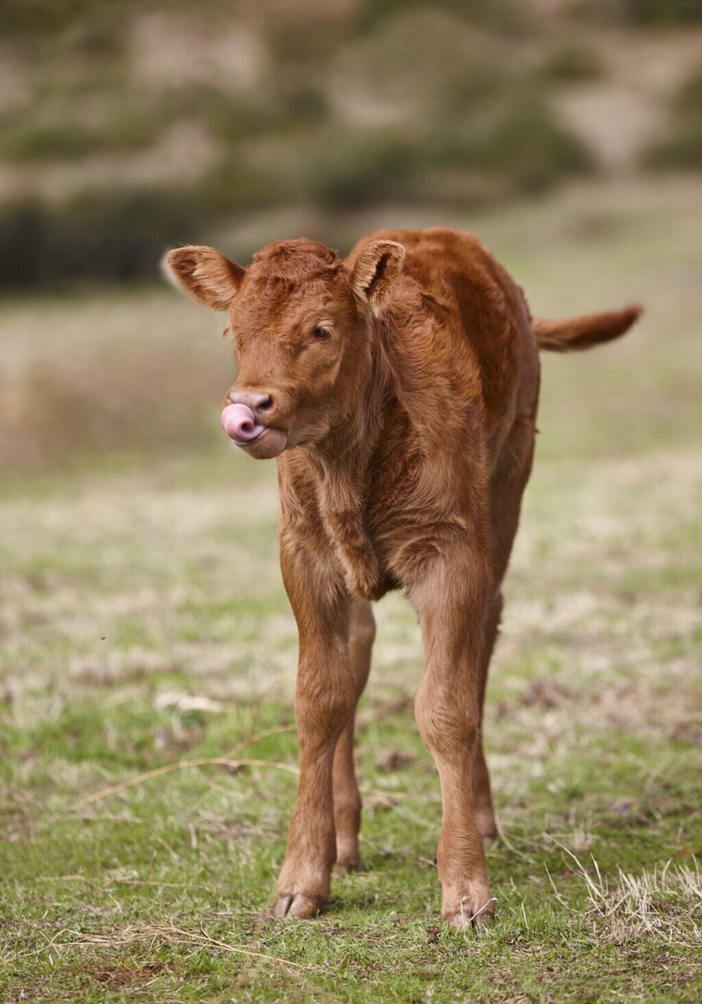 Unweaned Calf Grazing On The Countryside. Farm Industry. Bovine Unweaned calf grazing on the countryside. Farm industry