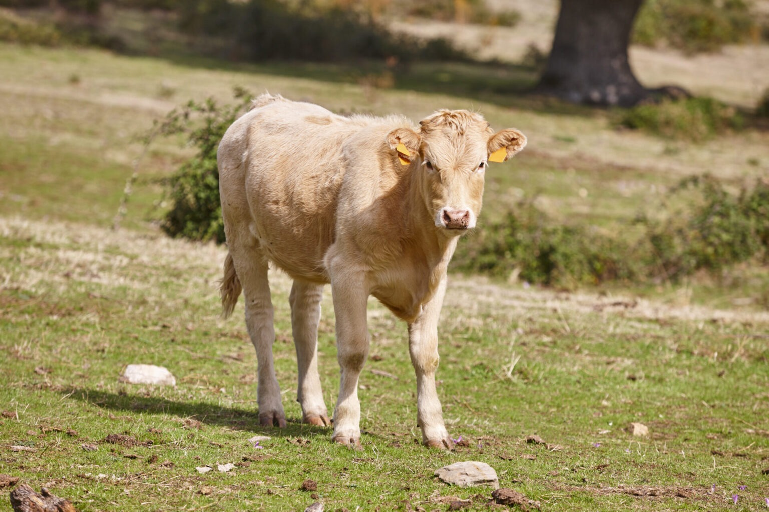 Calf grazing in the countryside. Pasture. Agriculture